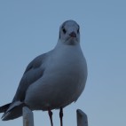 とぐろ